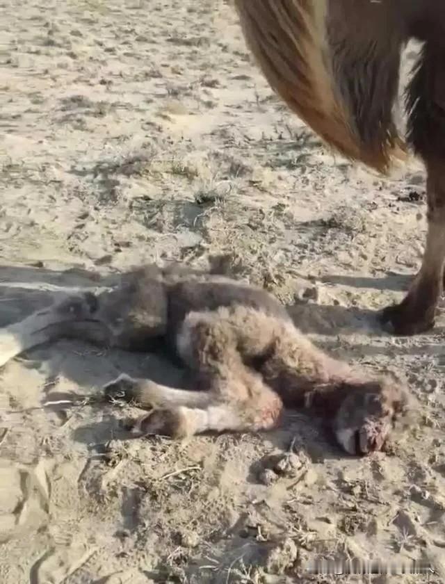 牧民损失太惨重了！

内蒙古包头的一家牧民，一只体重超过1200斤的骆驼，被狼群