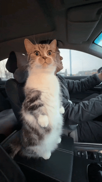 你瞅瞅这小猫咪，跟主人坐车出门，直接在车里站得笔直，俩小短手还揣在胸前，一本正经