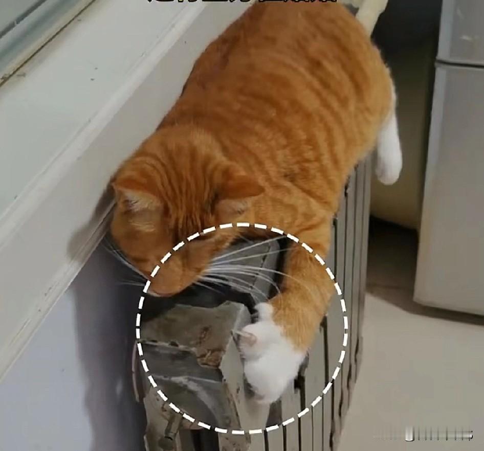 救命啊啊！现在的小猫智商开挂了吧！ 人类还在裹三层羽绒服冻得搓手，它已经精准锁定