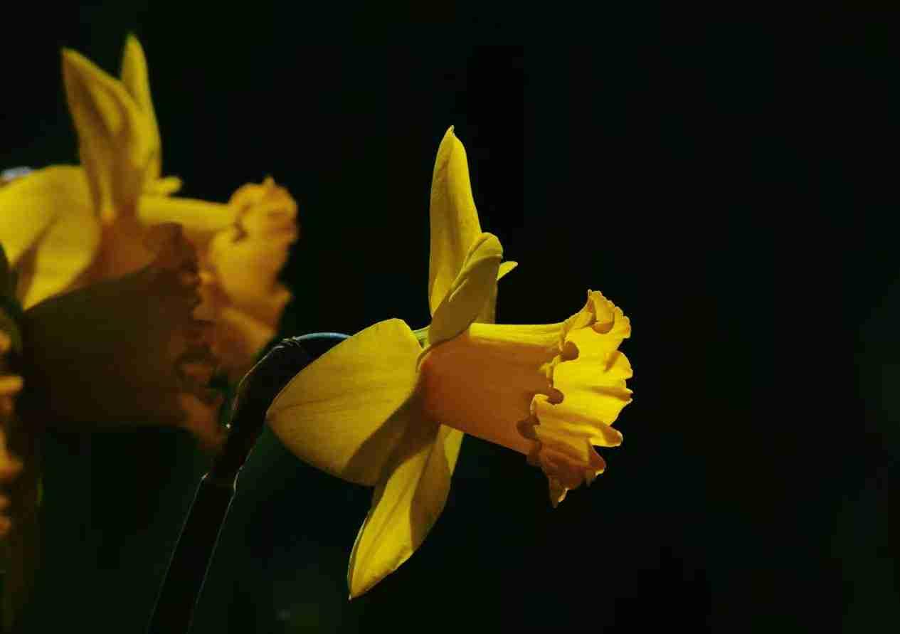 喜欢洋水仙就是因为哪个漂亮的小喇叭，这个小喇叭在逆光下是那么玲珑剔透，不爱也让你