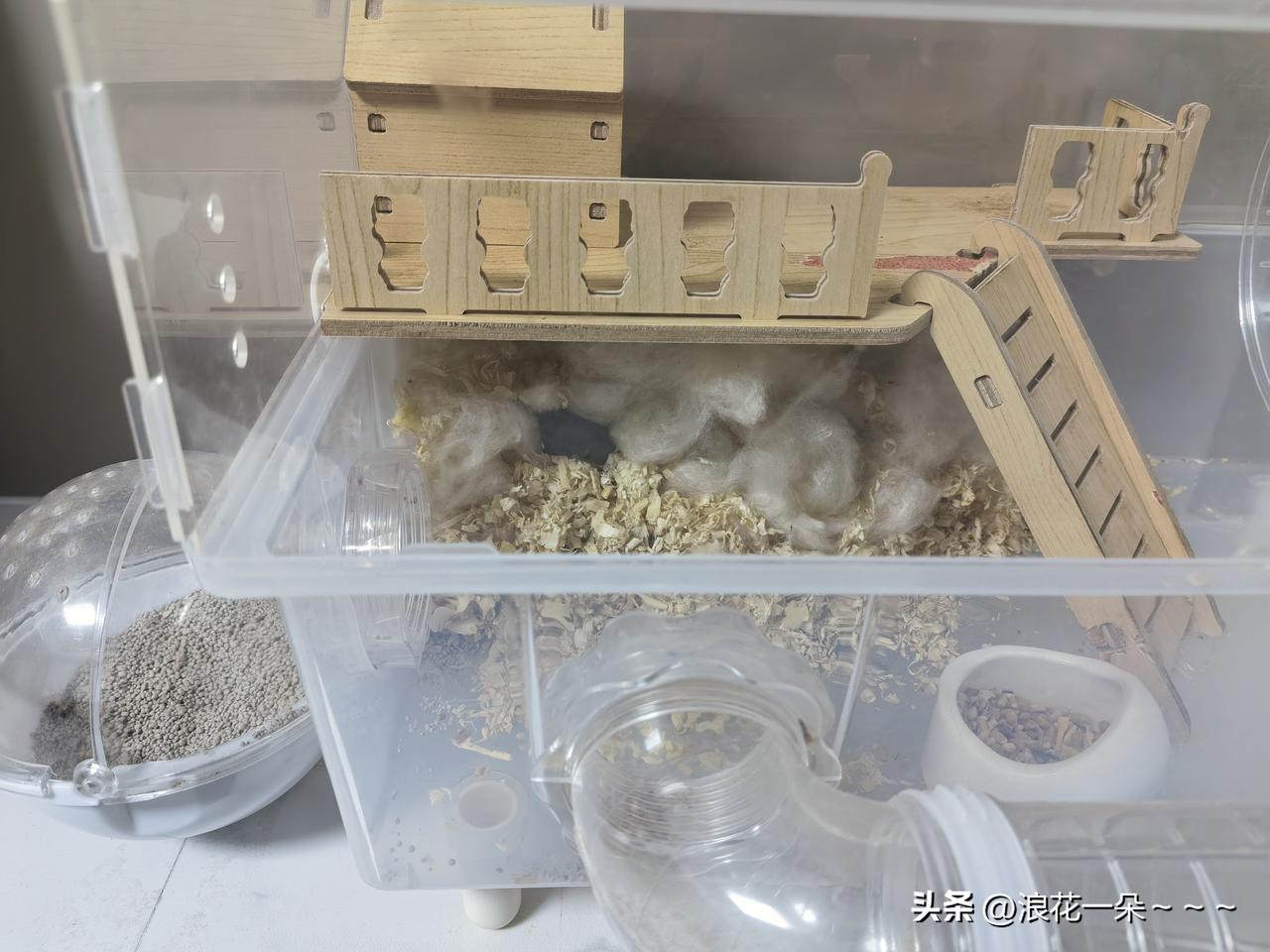 龙生龙！凤生凤！
老鼠生的儿子天生会打洞。家里养了一只小仓鼠，这不天冷了，给它放