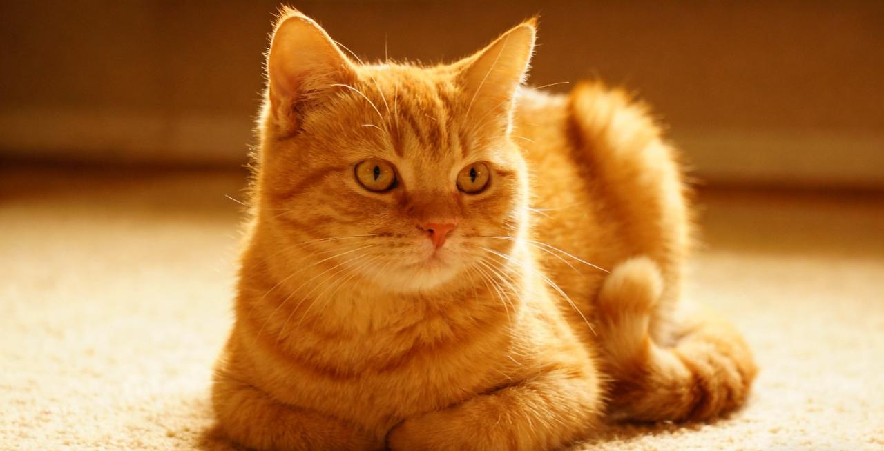 分享一张可爱的小猫咪