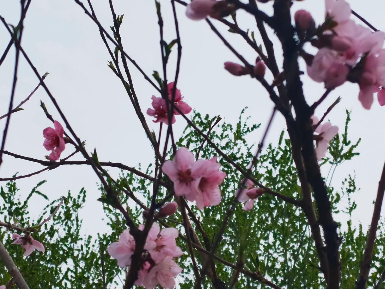 一抹春妆迎春光 兴隆山庄的桃花开了