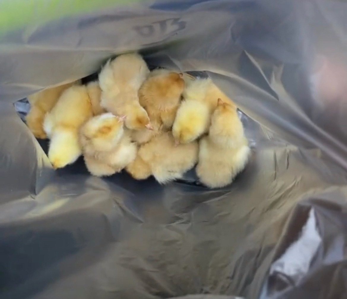 【玉林北流某超市消费多少送小鸡仔】4月26日，网友分享：玉林市北流的一个超市搞活