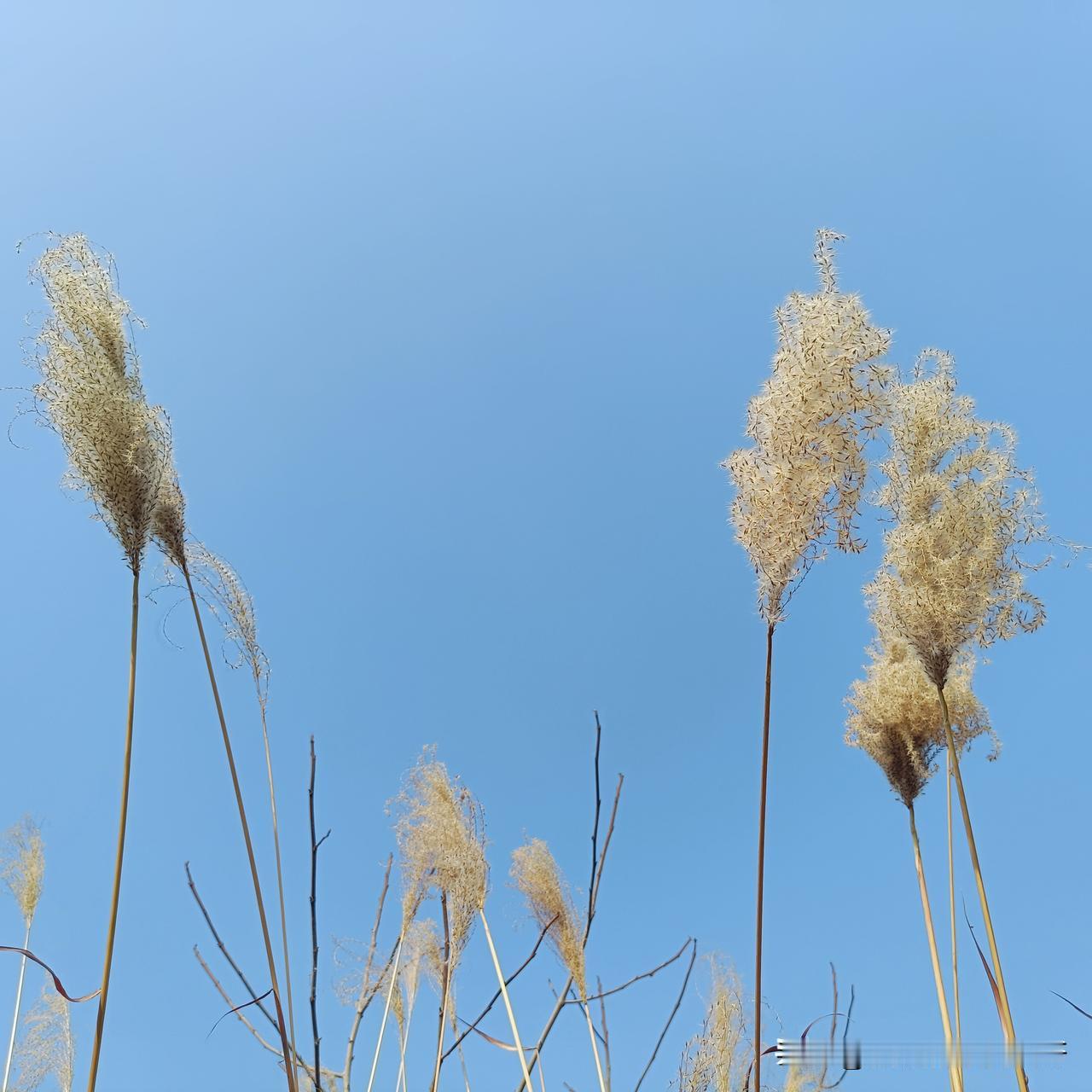 我想天下女人都一样
我们女人就喜欢拍照
看到啥都想拍一下
记录一下
拍好了还最喜