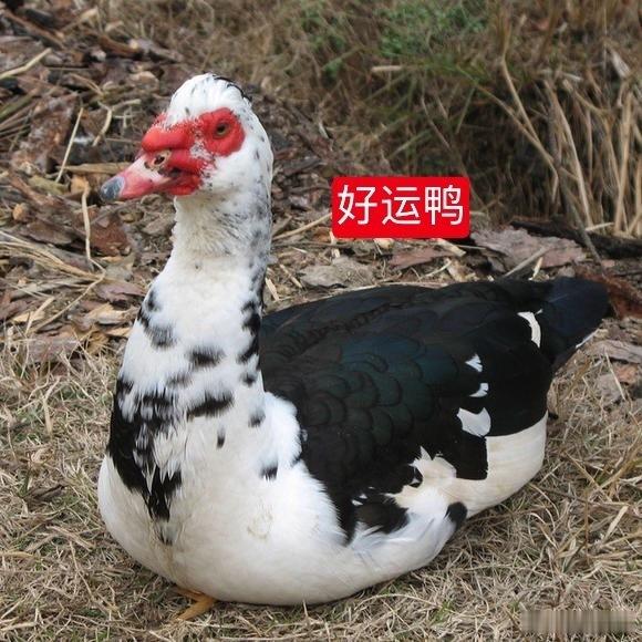 遇见好运鸭 你一定会交好运 转🍀 ​​​ ​​​​