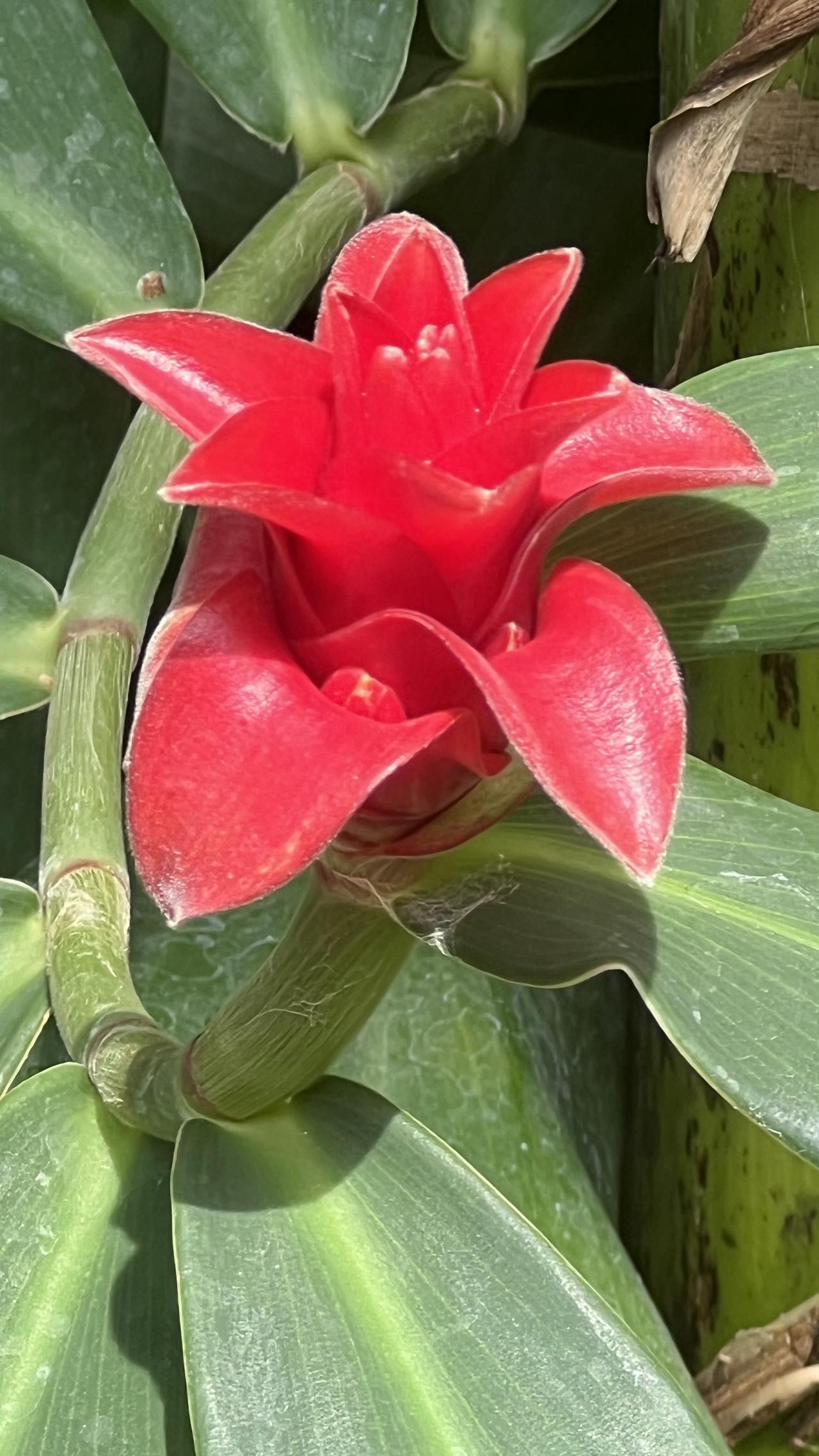 【原创】㊗️友友们新的一年鸿运当头、福星高照、吉祥如意、恭喜发财！