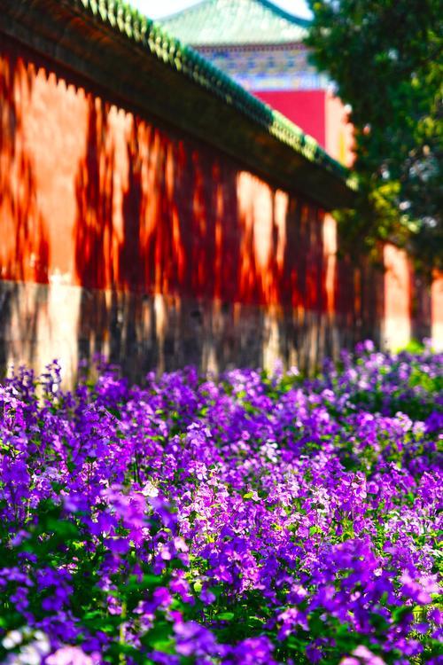 天坛公园迎来北京市区最大二月兰盛景，总面积约70万平方米，为京城春日罕见的大面积