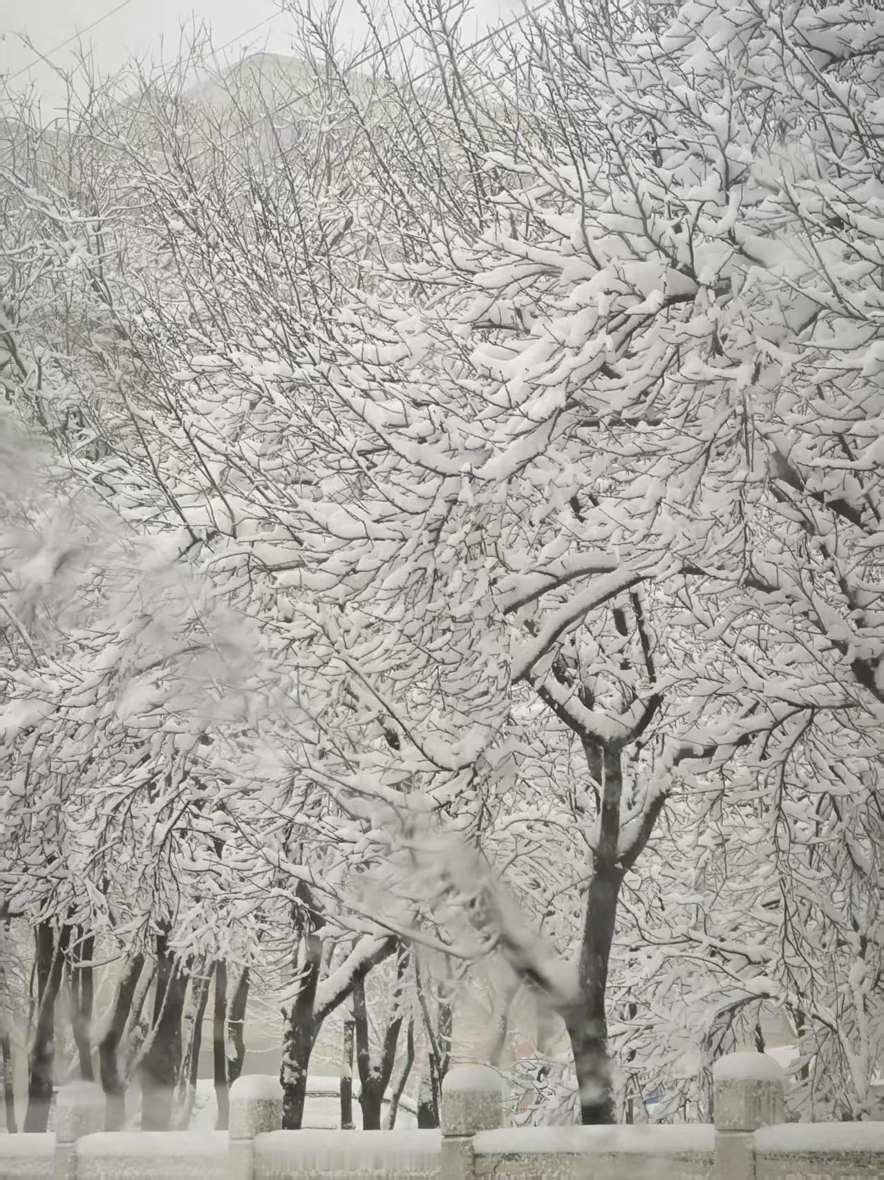阳春三月
一场大雪
覆了春色
多了惊喜

阳光初照
万物皆明

是春的盛宴
亦是