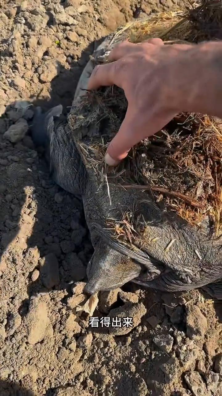 这是一只巨型甲鱼，如此庞大的体型十分罕见。当地村民像往常一样在自家菜地巡查，忽然