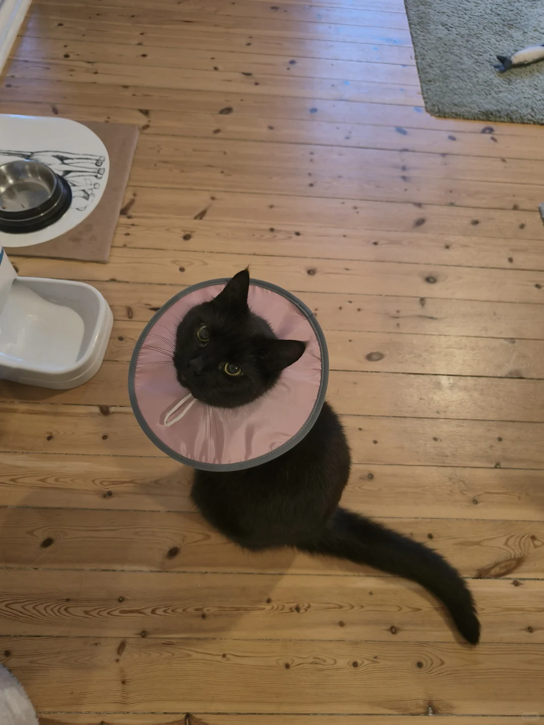 凑dan给小猫咪整了俩伊丽莎白圈，试试