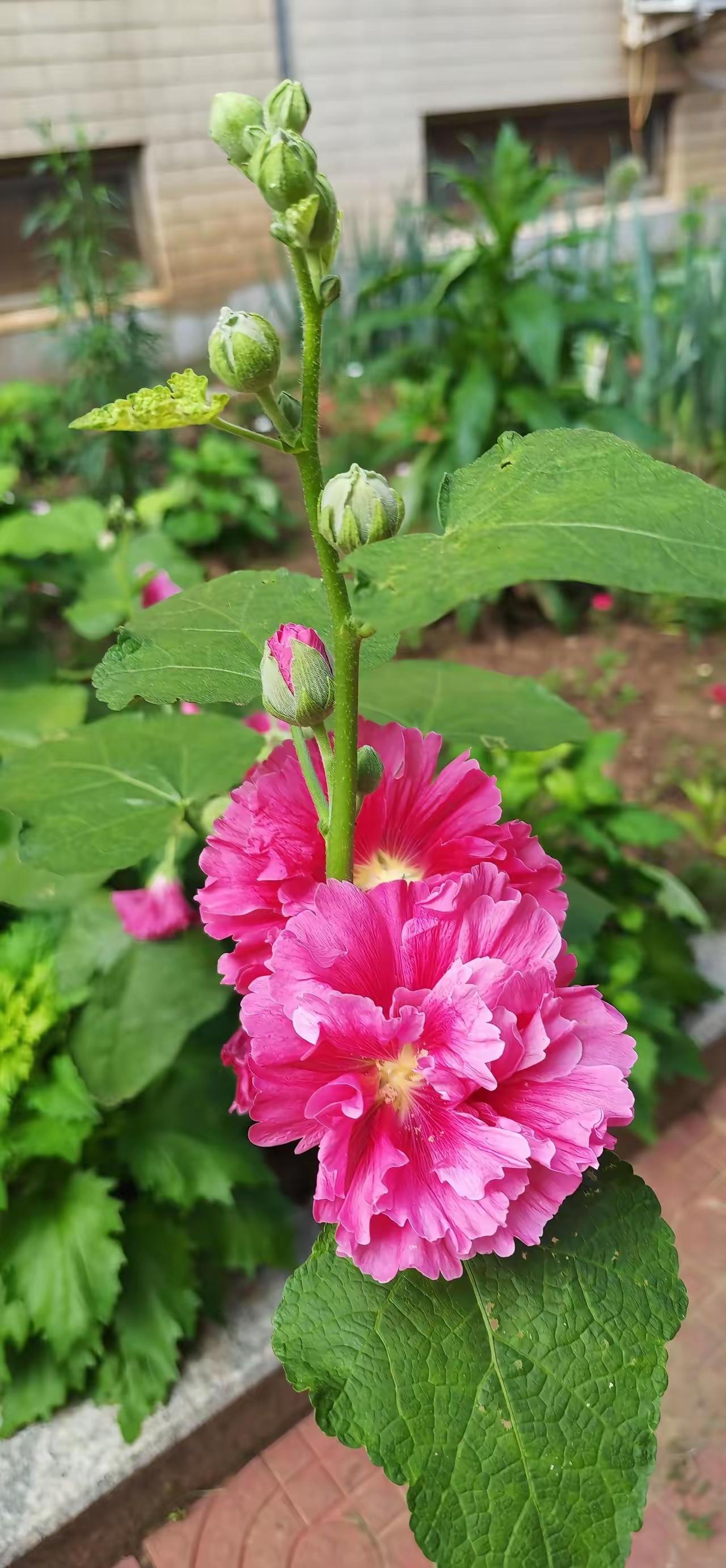 这枝蜀葵像牡丹。
蜀葵