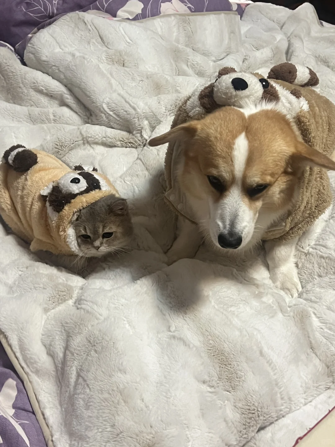 图中有几只动物