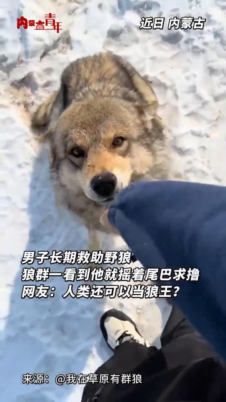 男子长期救助野狼，狼群一看到他就摇着尾巴求撸。网友：人类还可以当狼王？
近日内蒙