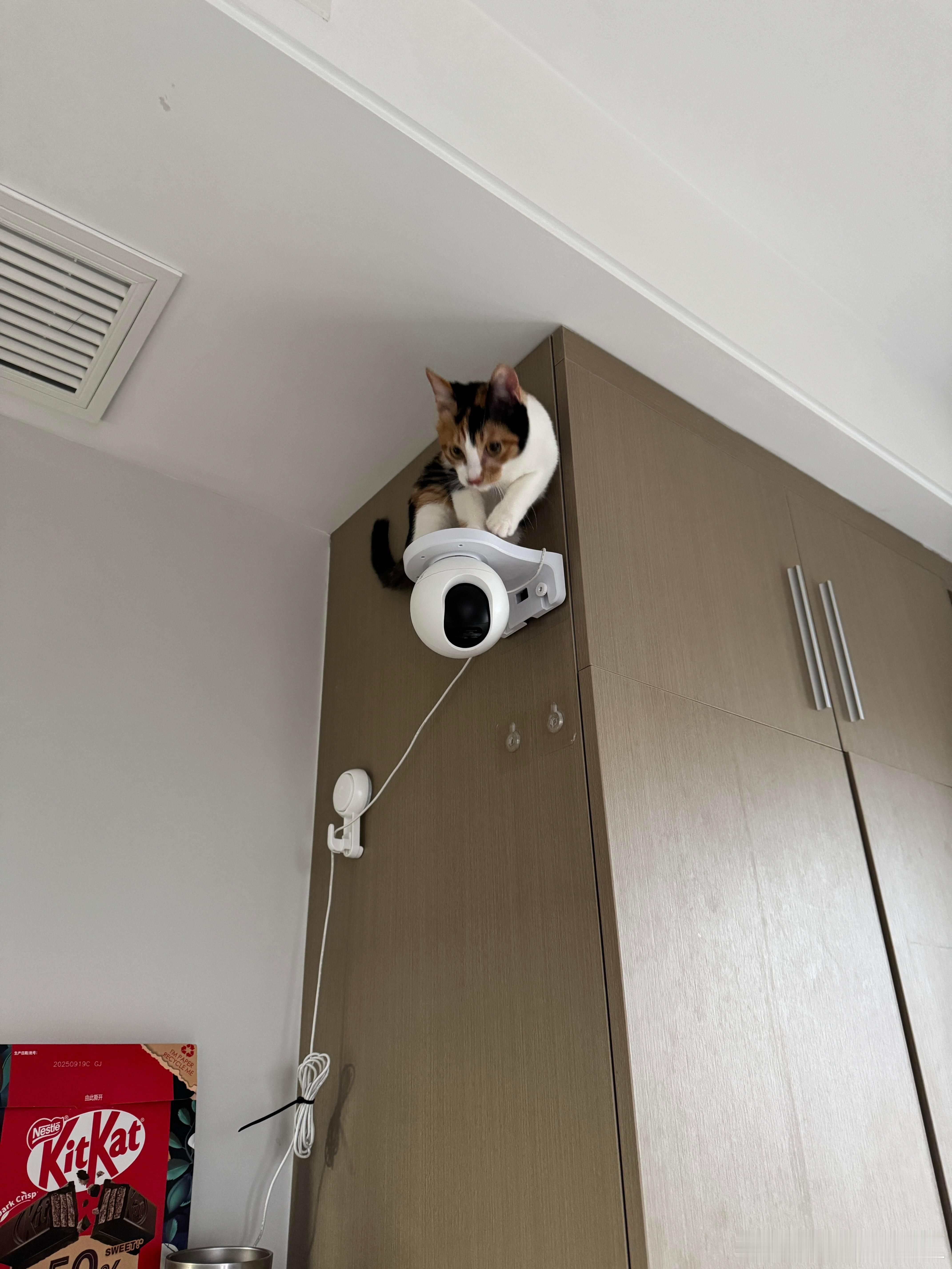 小猫发现了家里监控唯一的死角 