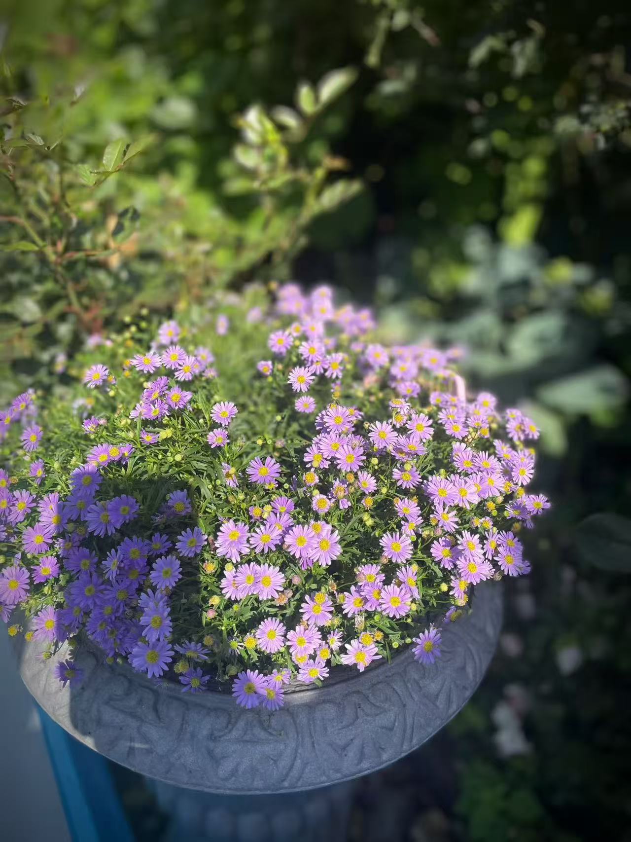 夏末的傍晚，晚风褪去了白日的燥热，带着街边梧桐淡淡的清香，轻轻拂过小城的街巷。林