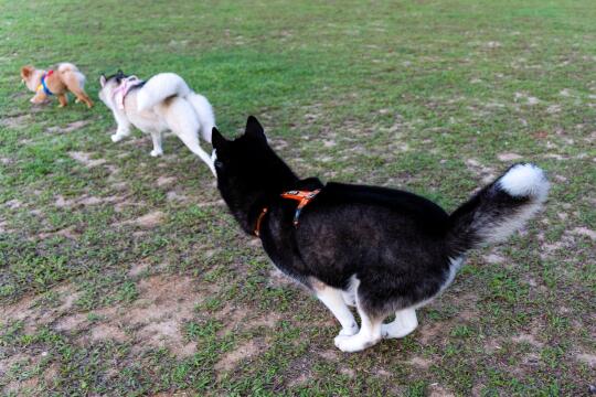 看见一只胖袋鼠