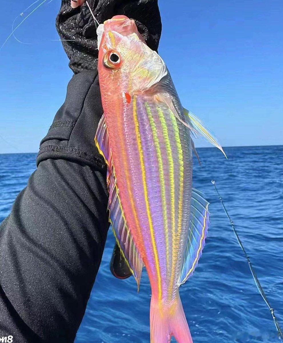金线鱼（金线鲷属）生活在热带深水海域，以身上鲜亮的彩色纵纹为特色，被捕捞后很快就