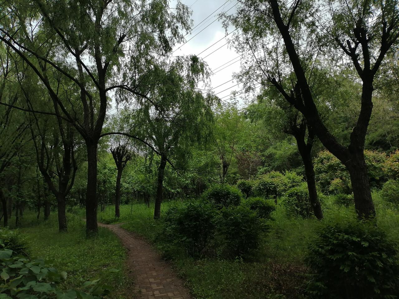 晒图笔记大赛这是周日溜沈阳森林公园的随手拍，昨天下点小雨，万物静静生成，一片绿意
