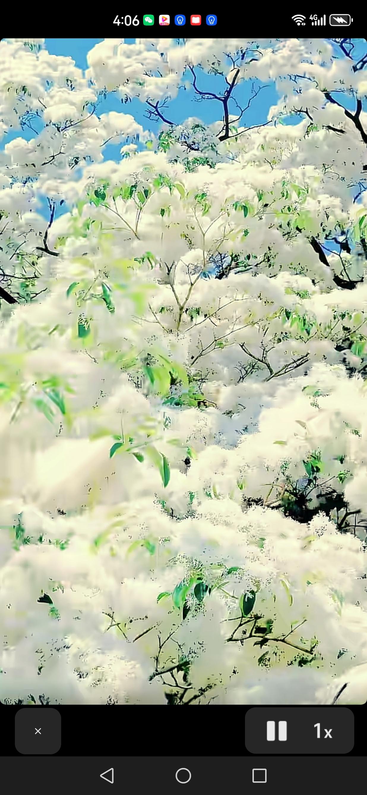 分享一张你最近相册里治愈的随手拍