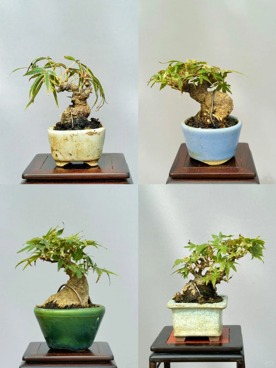 小枫树