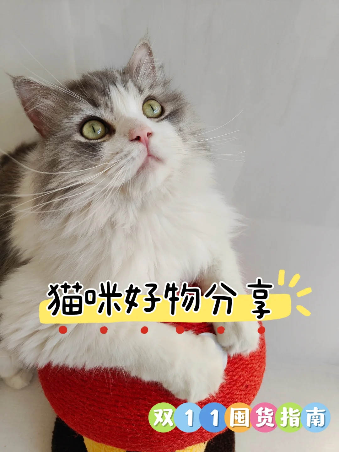 猫咪好物分享｜双1️⃣1️⃣囤货篇