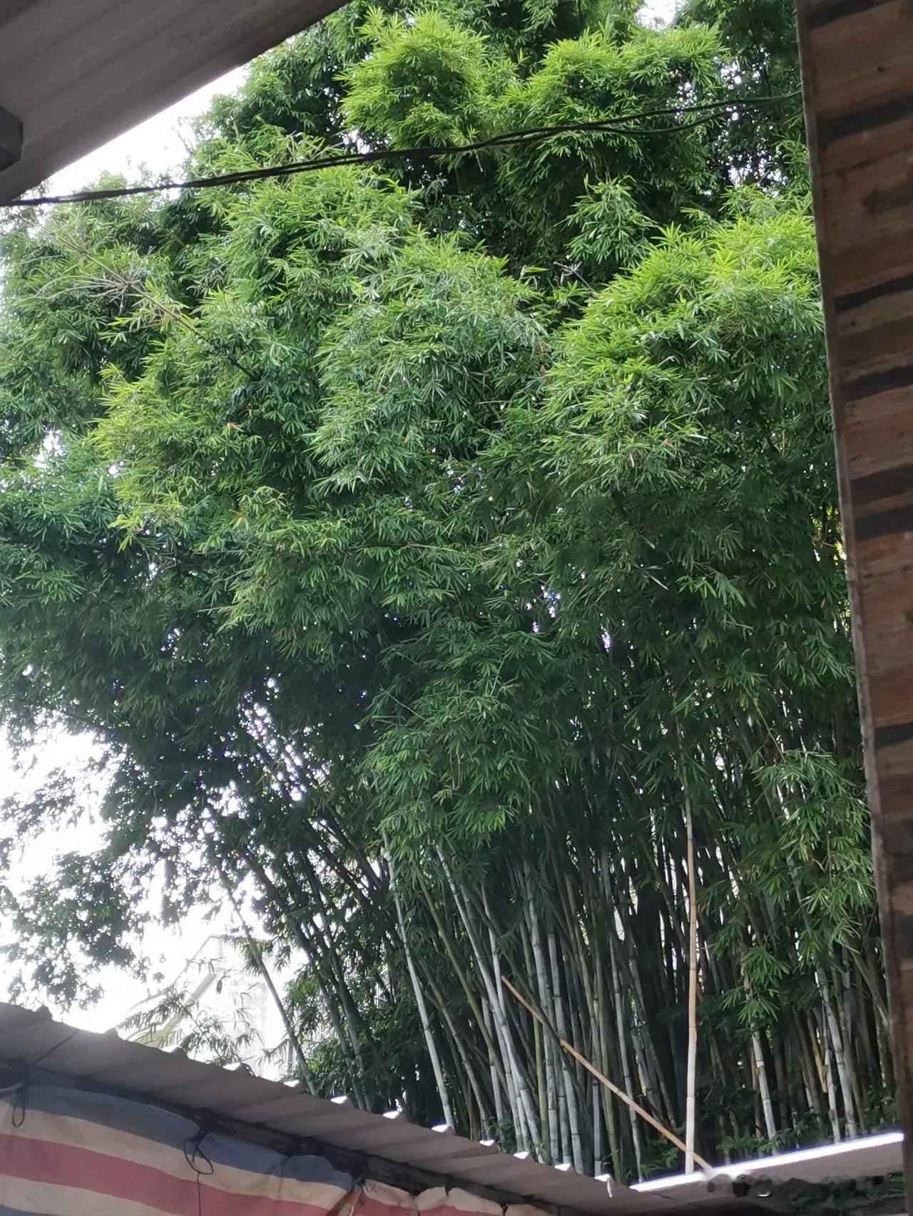 #一句话形容夏日生活##随手拍初夏时光# #树木繁茂的夏天#