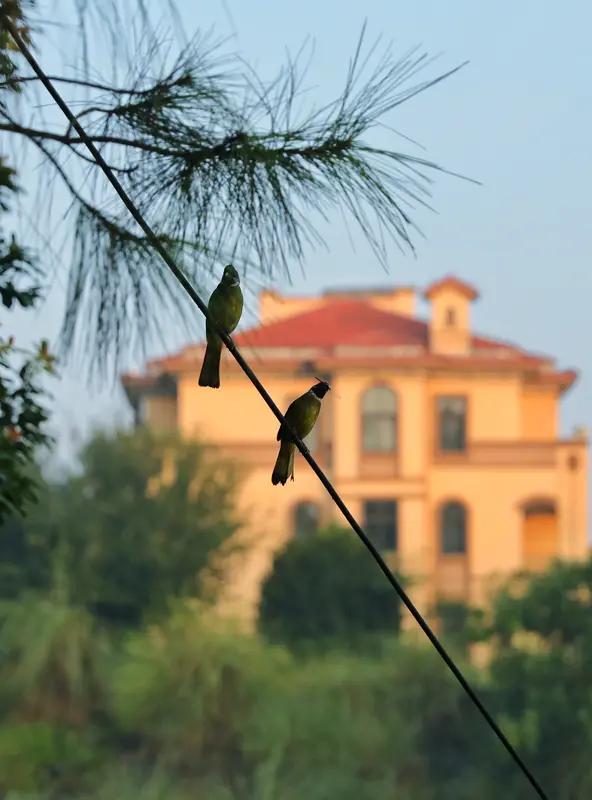 上联：清晨闻鸟语，诚邀您对下联…傍晚尝洒香。