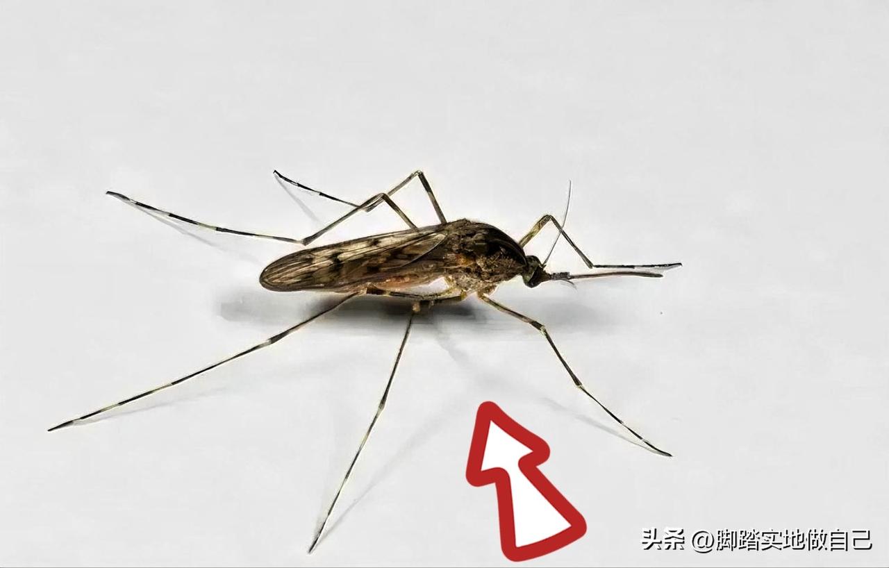 冰岛发现两只雌蚊一只雄蚊？这事儿居然是真的！

你敢信吗？地球上最后一个“无蚊净