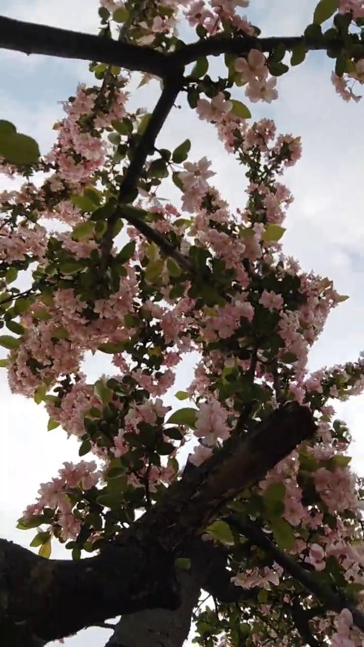 DIRECTOR导演，红星闪烁，PERFORMER演员。
DATE日期：2026