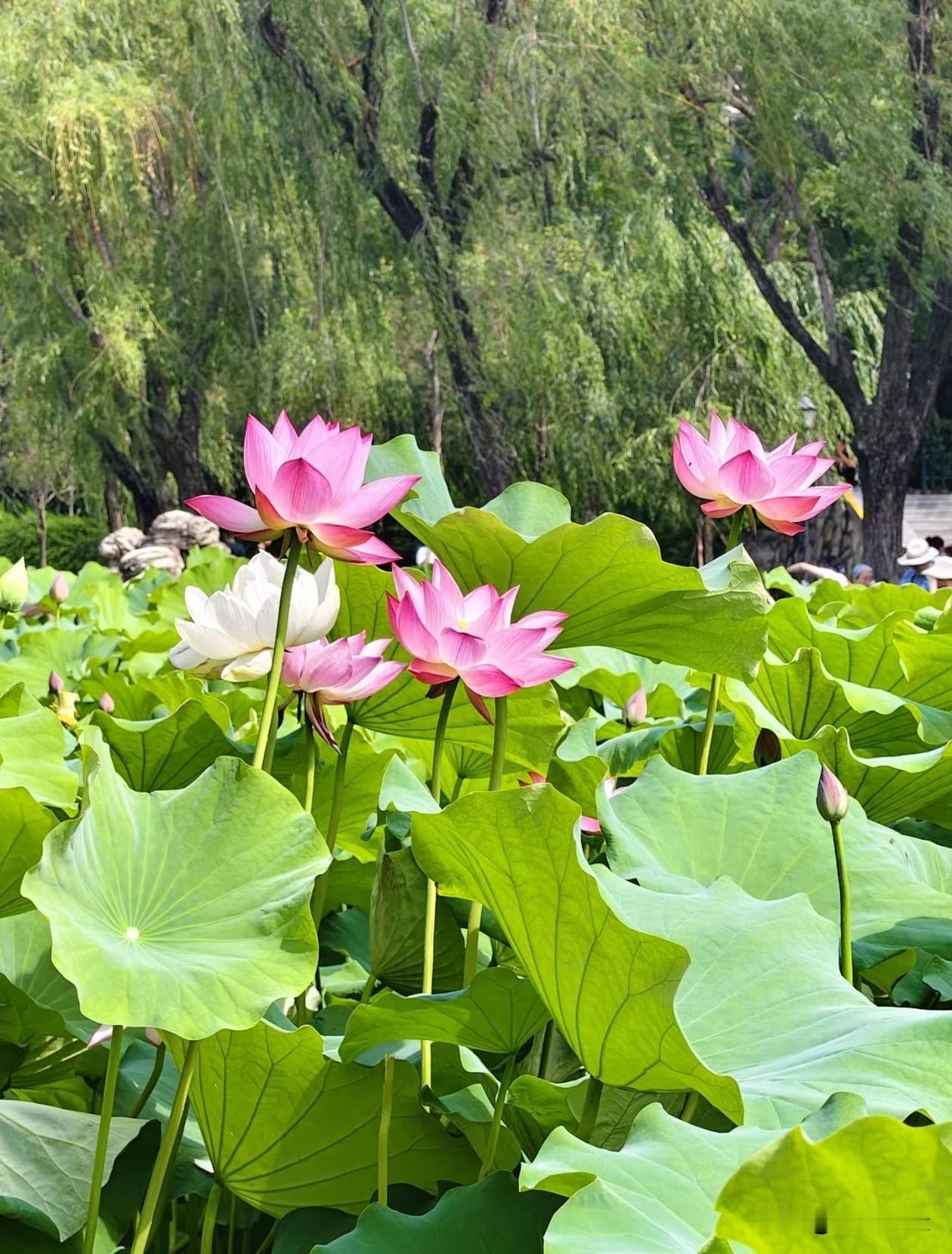 生如荷花，清醒独立，诗意隽永，一片荷花就绽放了整个夏天。夏日荷塘 治愈系风景 荷