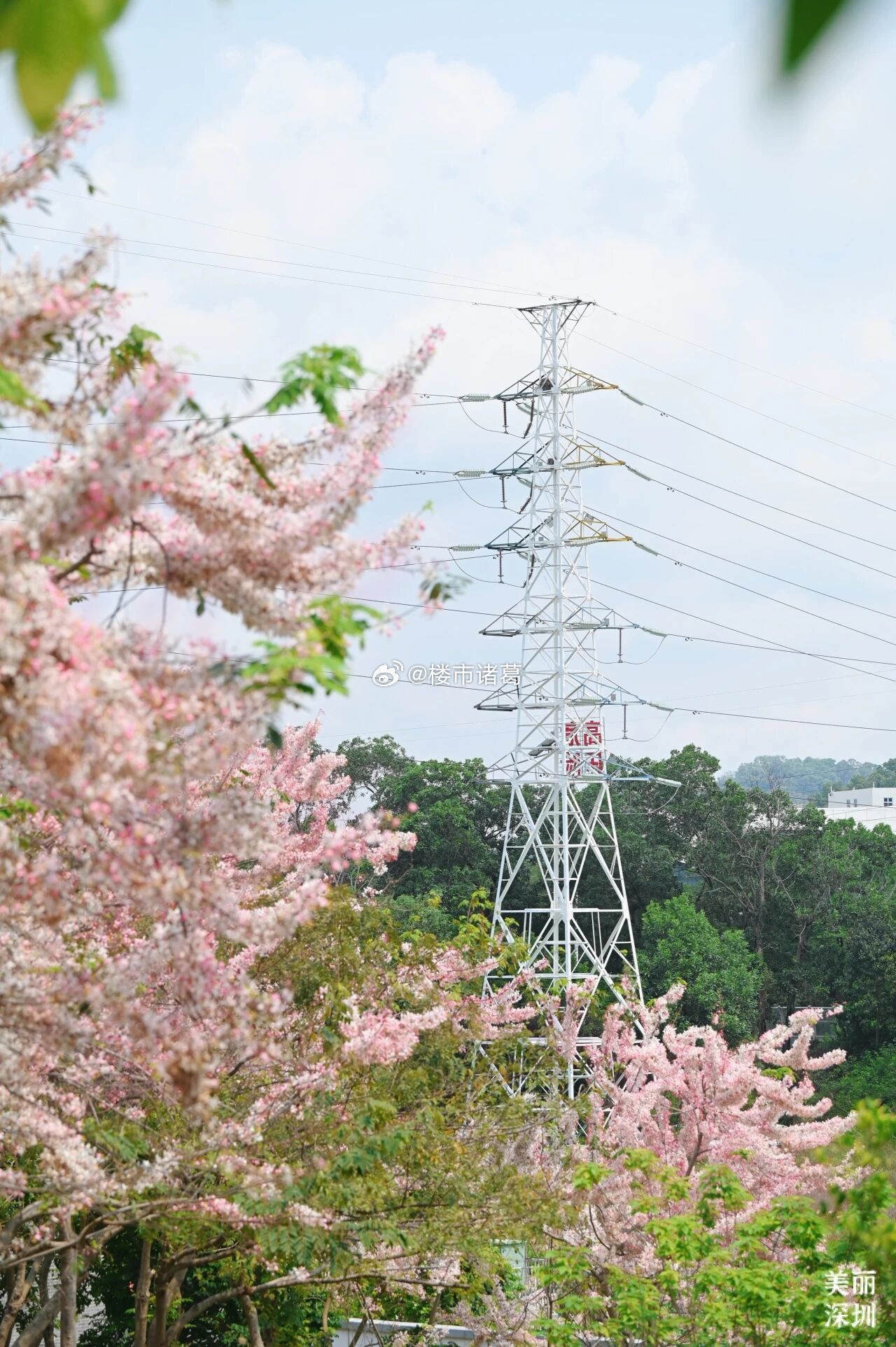 深圳宝安企龙山足球公园的樱花，全开了~ 