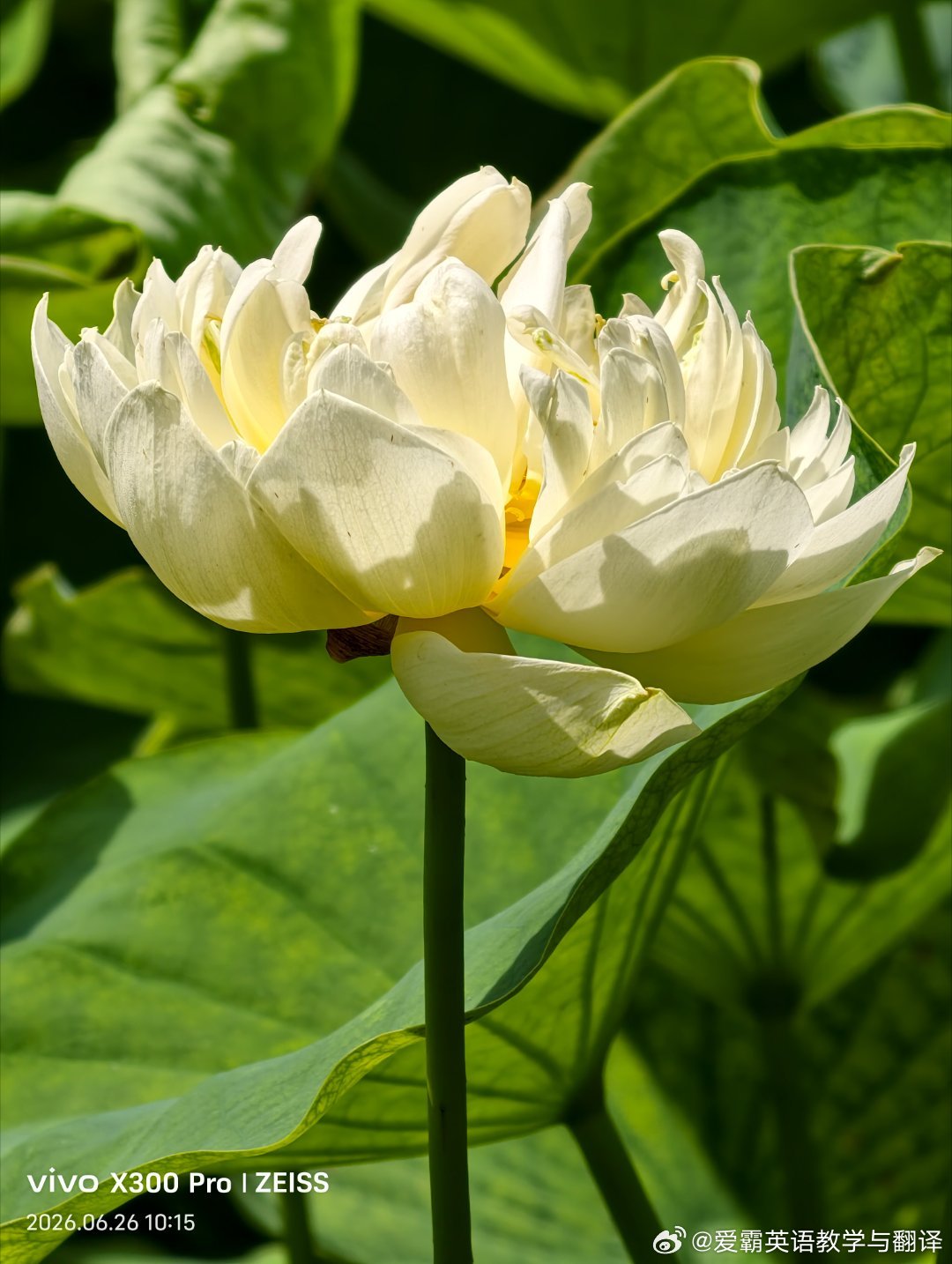 东山宾馆的水塘里，名叫“黄舞妃”的荷花惊艳绽放。淡黄荷花如轻纱裹着的仙子，亭亭立
