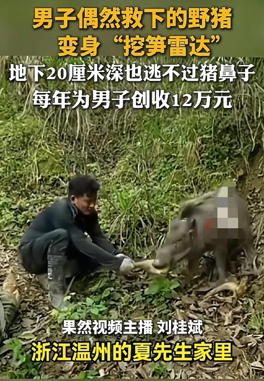 太暖了！5月23日，齐鲁晚报报道，浙江温州一名男子救下的一只野猪幼崽，两年后变身