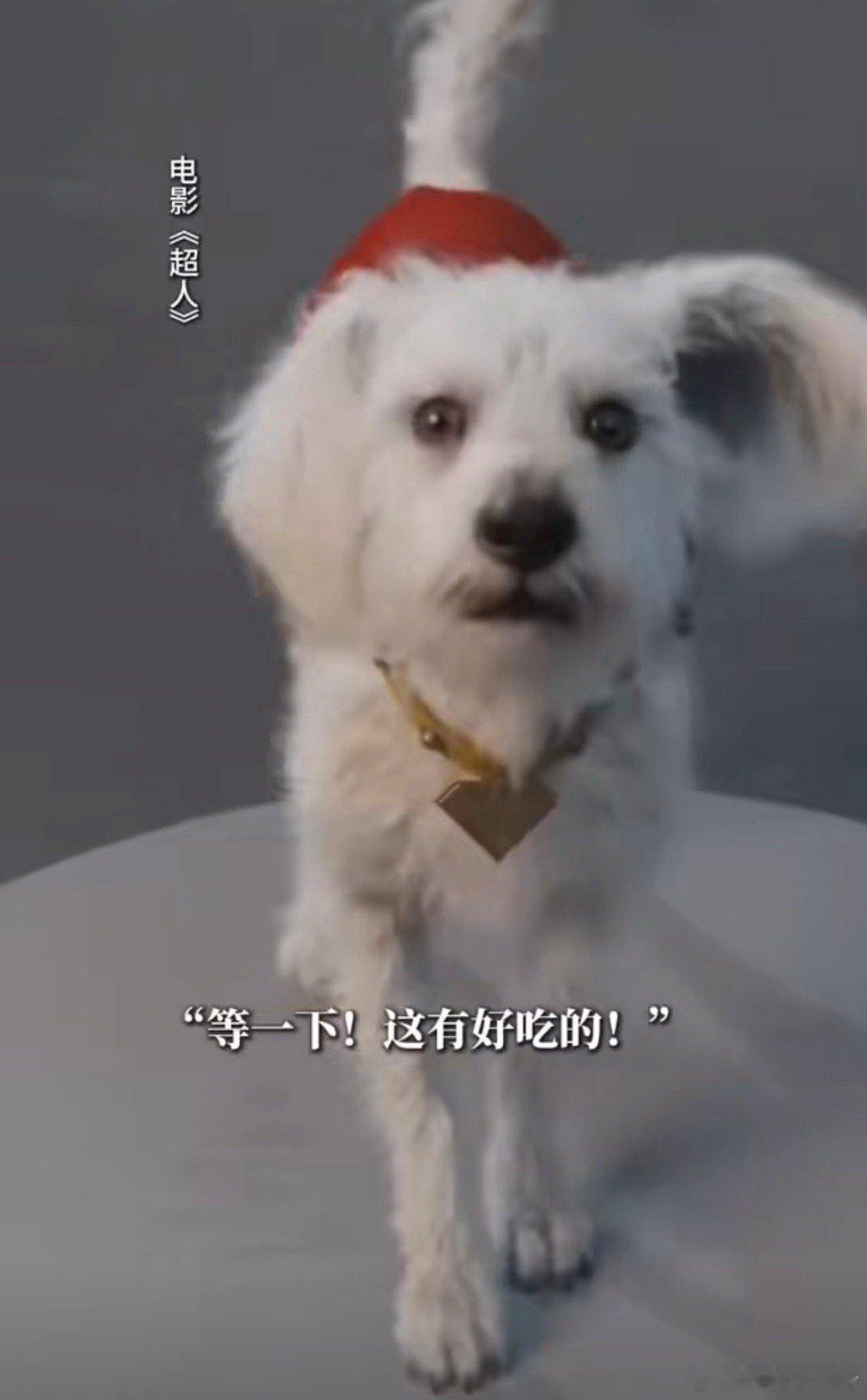 永远别惹养狗的人 谁不为超人护狗这段破防啊！平时再温和的人，碰到自家狗被欺负都会
