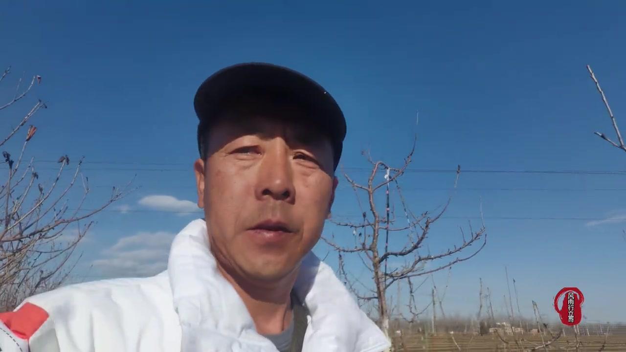 大樱桃坐果率低？全年管理要点看这里！🍒大樱桃全年管理要做好，坐果率才能蹭蹭涨！