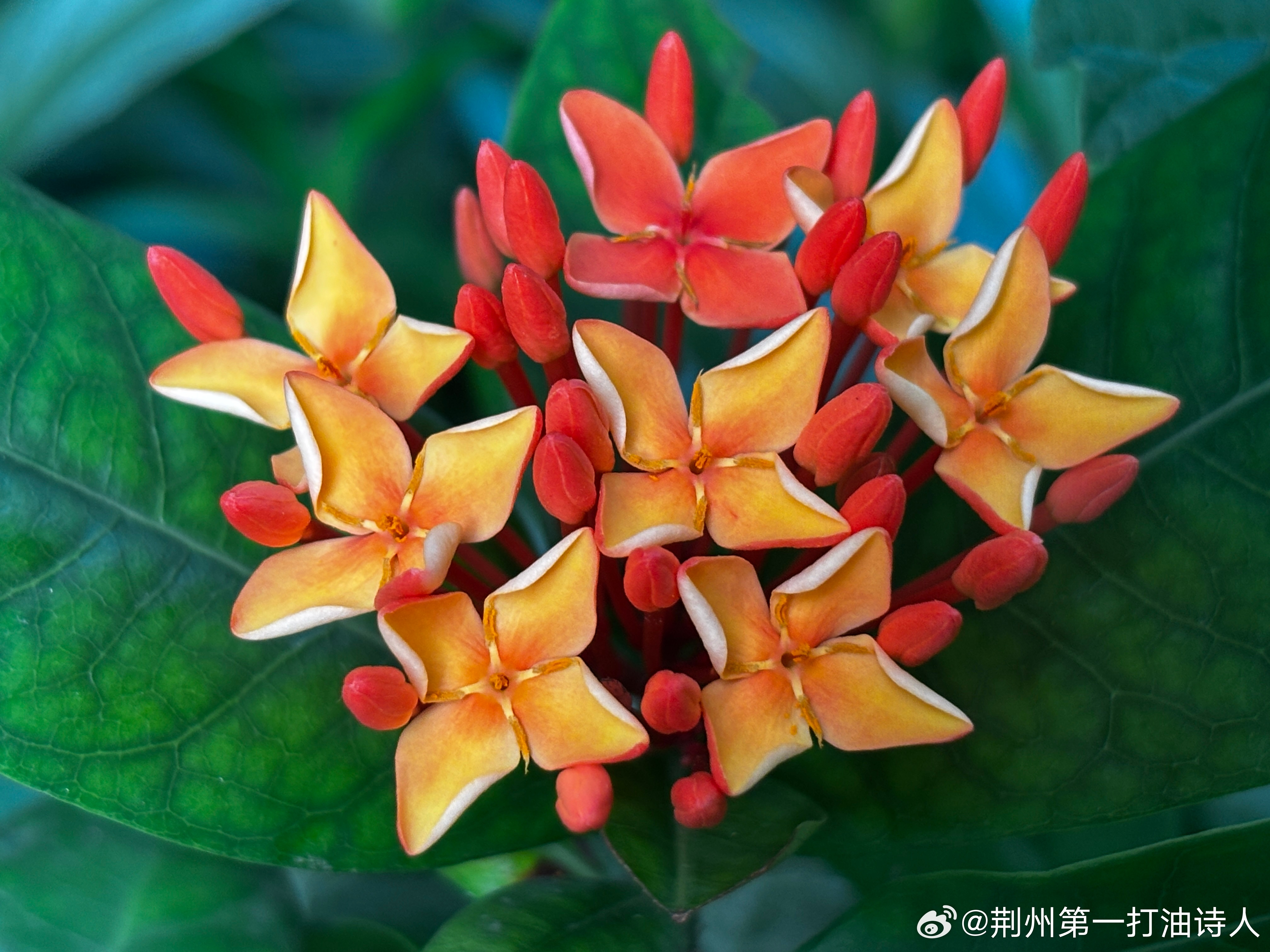 岭南风俗龙船花，年年端午舟上插。祈福惟愿期长久，百病不侵百姓家。        