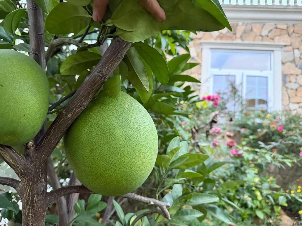 虽然是炎热的夏季，老家花园依然是鲜花盛开～篱笆岛 海南 篱笆岛水果
