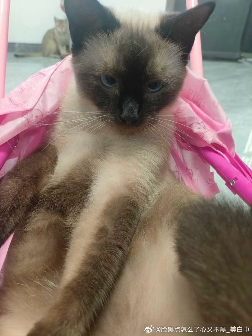 4138只黑脸很爱坐婴儿车的小宝宝 