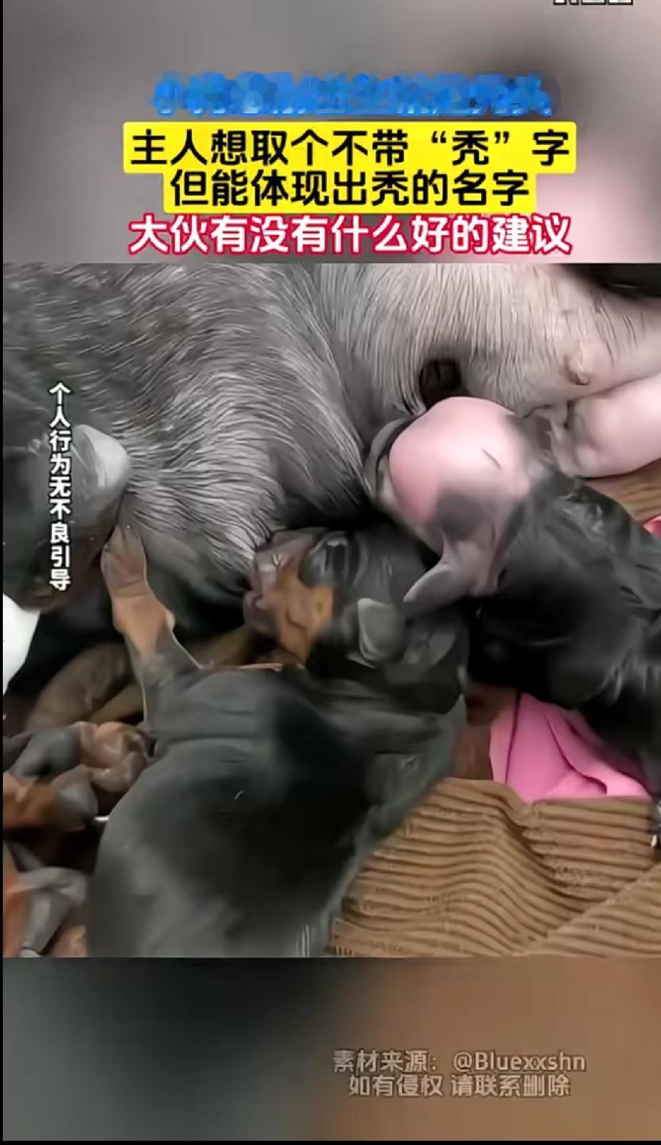 黑狗妈妈这一胎一共生了两个小狗崽，狗崽出生喝奶都10多天了，有一只狗崽的头顶始终