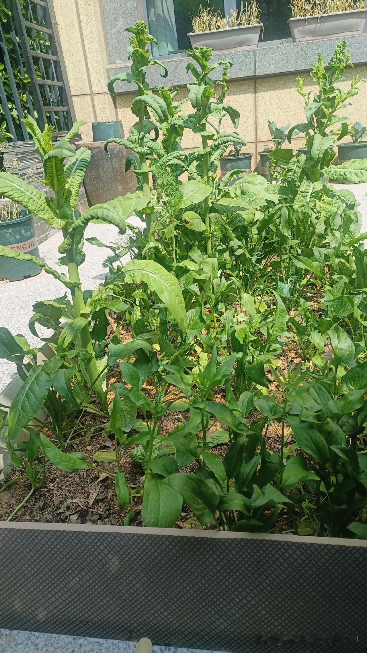 莴笋、绿甘蓝、茼蒿、菠菜、小白菜、香菜、草莓、西兰苔
菠菜蔬菜 茼蒿菜菠菜