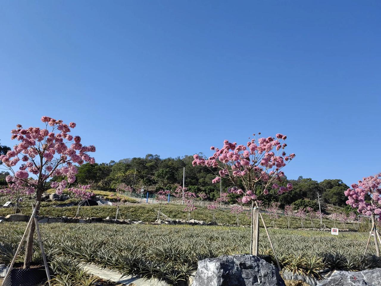 今天去了好几个地方，一个正在不断完善设施配套的风铃木菠萝园（看了，尝了好几种市面