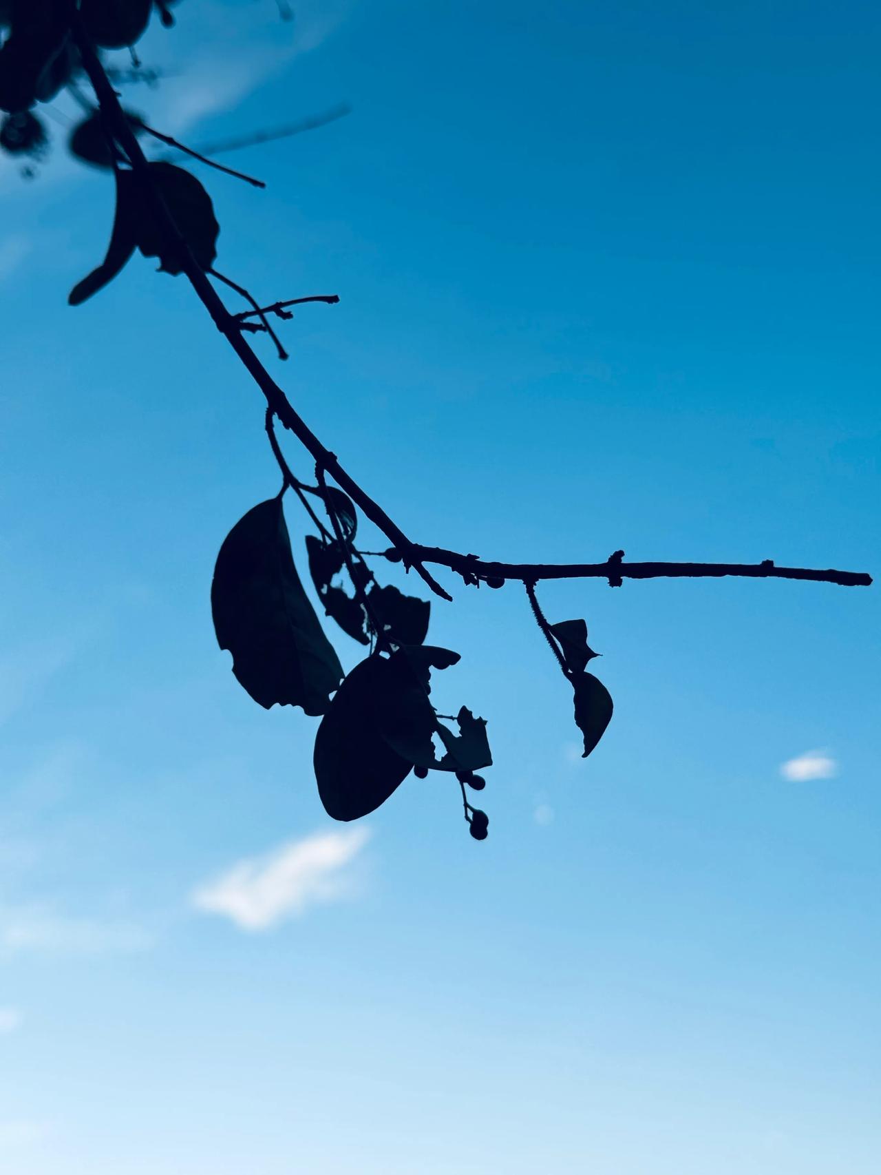 #备考雅思后遗症,你中了哪些?#

1. 随时随地默背单词
    
    不