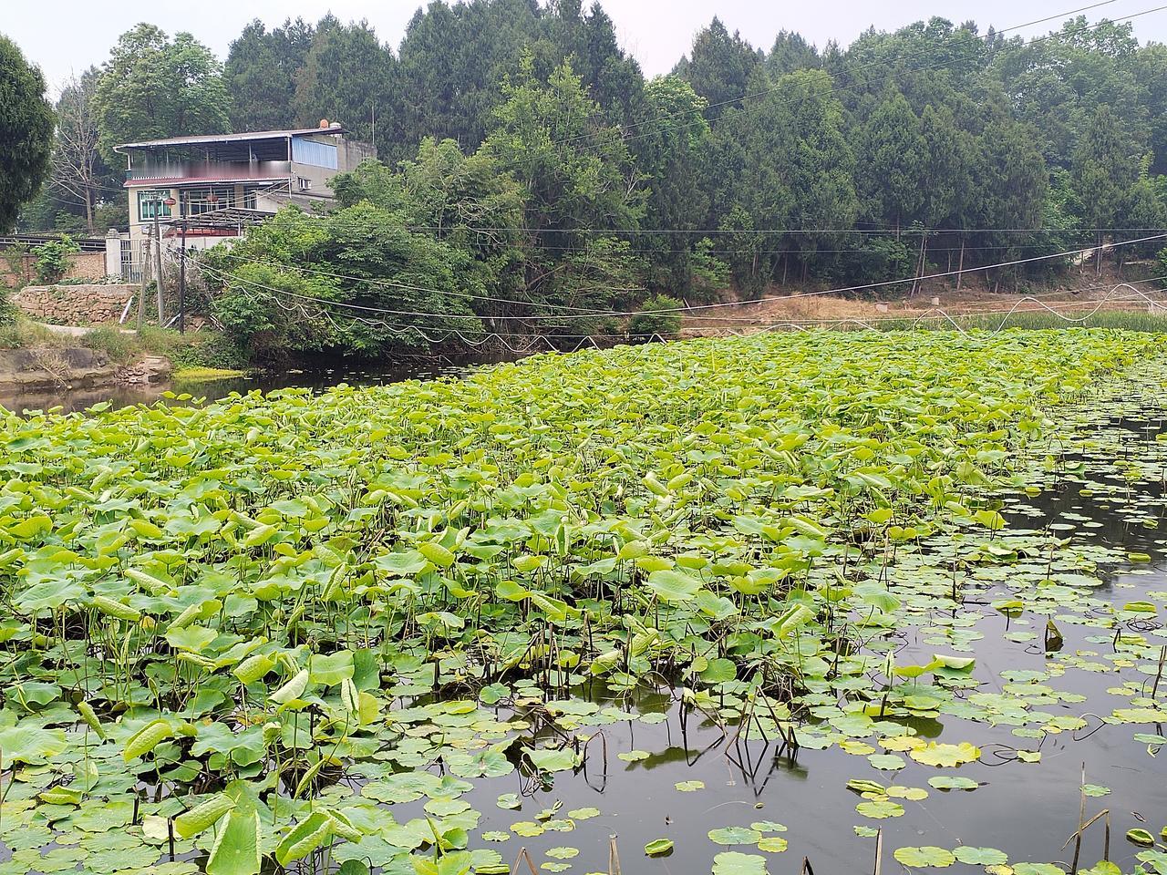 乡村慢节奏生活，是治愈疲惫的良药

五月旅游旺季，没去名胜景区凑热闹。前些天，去