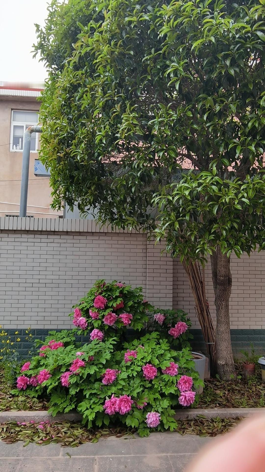 [烟花][烟花]四月份马上就结束了，5月5号立夏，春天就要和我们说拜拜，火热的夏