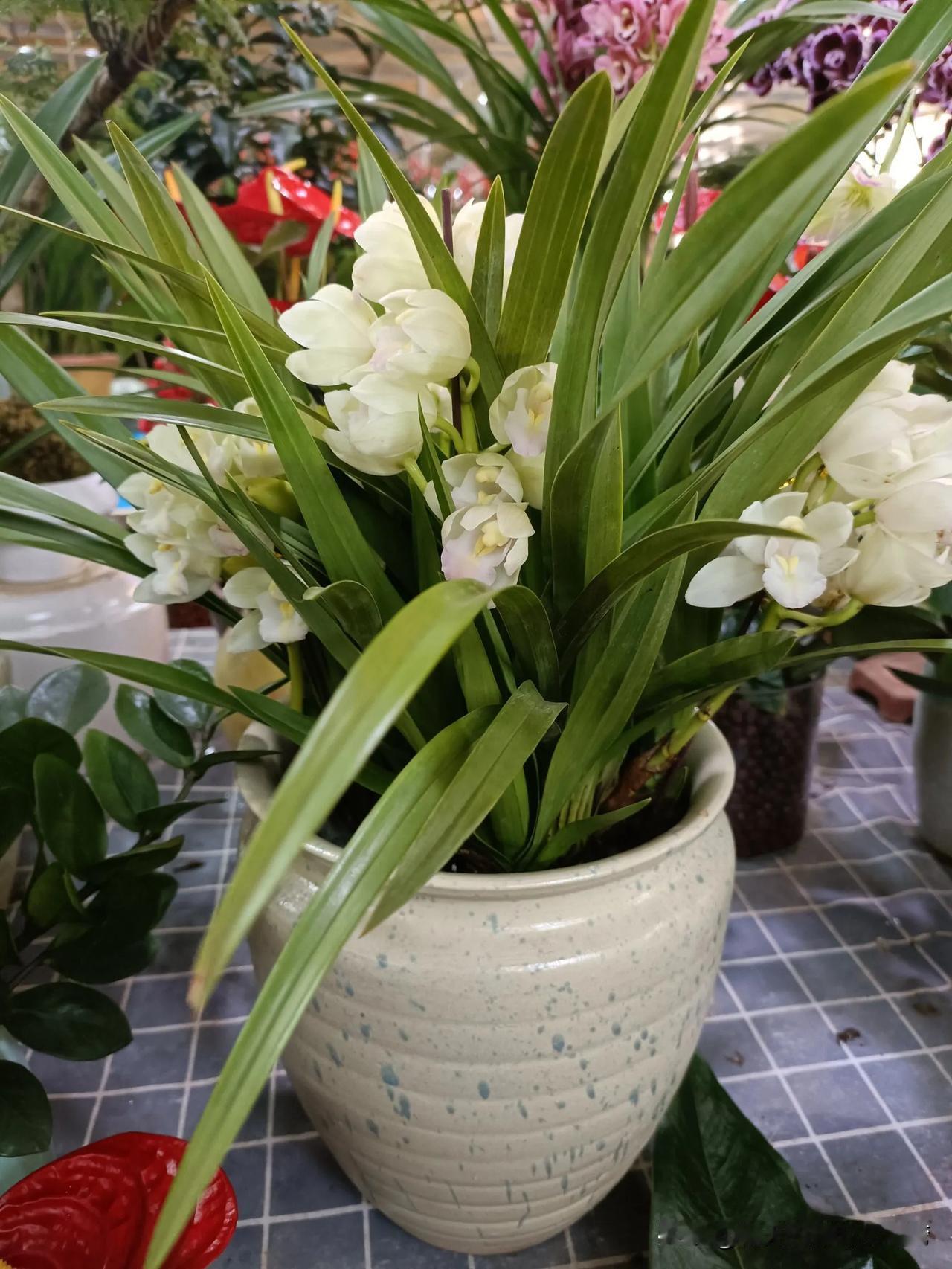 就想知道九边Pro在头条每天能挣多少？
看他每天的微头条展现量都好几百万，下边的