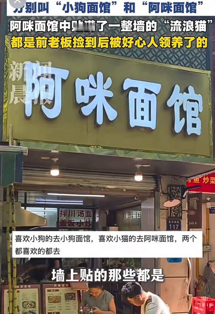 别叫"小狗面馆"和"阿咪面馆"，阿咪面馆中贴满了一整墙的"流浪猫"，都是前老板捡