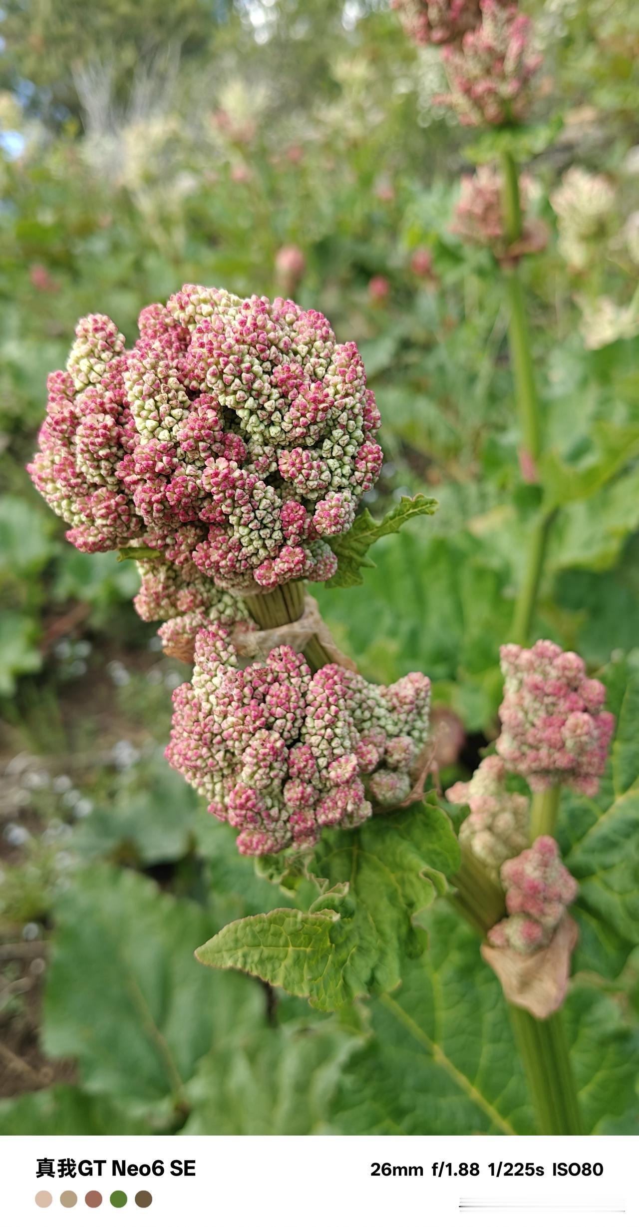 分享一张你拍的花，什么花都行在山西沂州五台县境内的高山草甸上，生长着大片大片的野