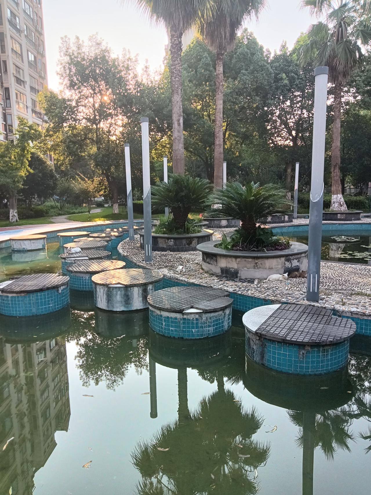 今日恰逢大暑，清晨起身，我踱步至楼前的水池旁，竟发现十几只流浪猫正在那里乘凉。大