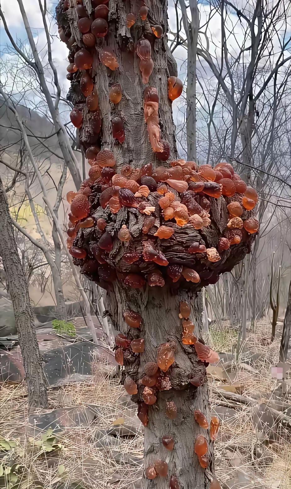 去树林里散步，突然看到这个树上长着很多东西，有知道的这是怎么了吗？